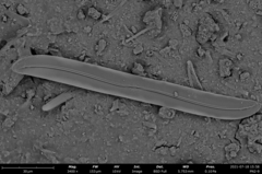 Gyrosigma variistriatum