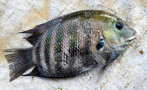 Banded etroplus (Etroplus suratensis) — Cichlidae — 2