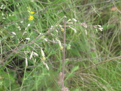 Silene chlorantha