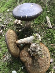 Leccinellum pseudoscabrum