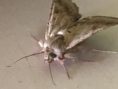 Heliothis peltigera