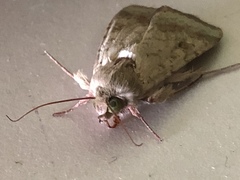Heliothis peltigera