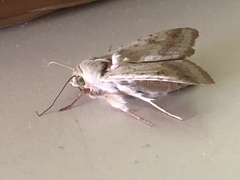Heliothis peltigera