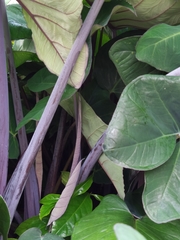 Xanthosoma violaceum