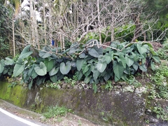 Xanthosoma violaceum