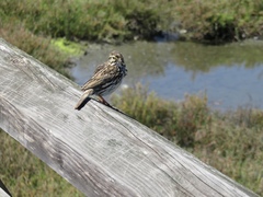 Passerculus sandwichensis beldingi