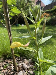Oenothera rubricaulis