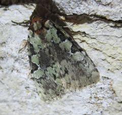Leuconycta lepidula