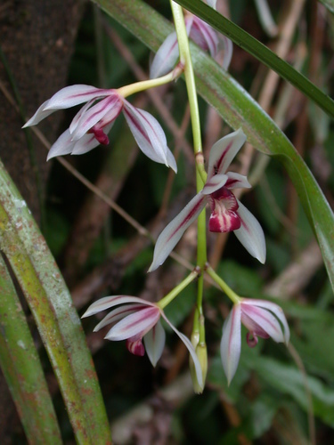 Cymbidium dayanum