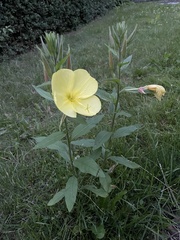 Oenothera rubricaulis