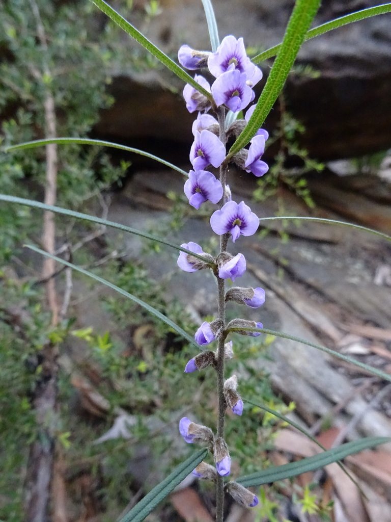 Hovea linearis - Inner West indigenous plant