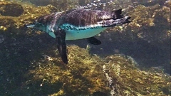 Spheniscus mendiculus