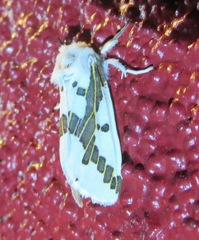 Euerythra phasma