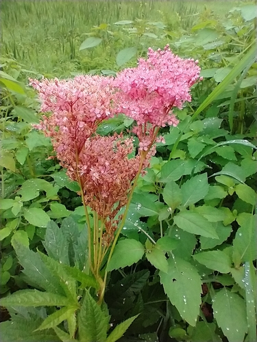 Filipendula rubra