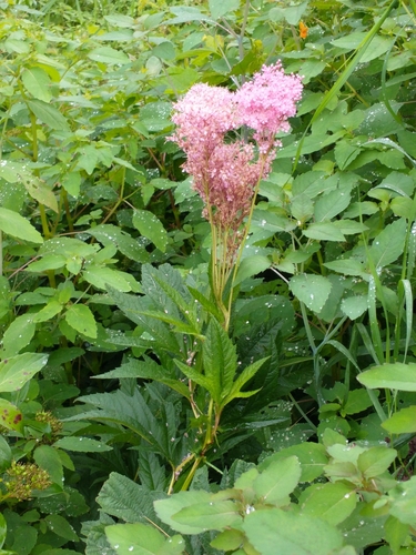 Filipendula rubra