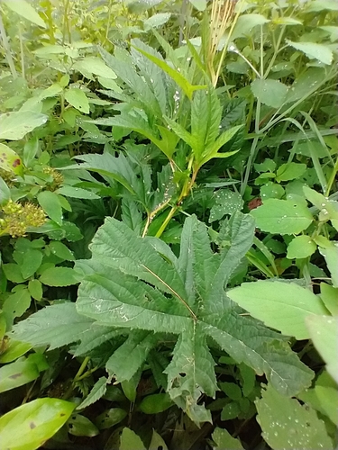 Filipendula rubra