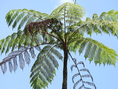 Cyathea arborea
