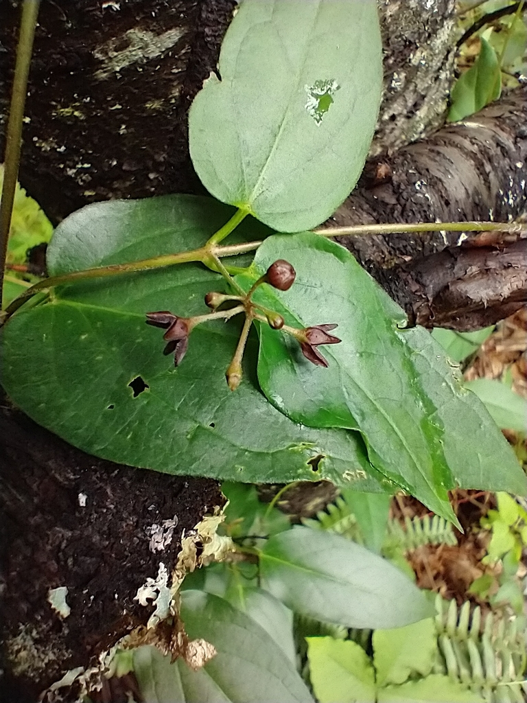 Dark vincetoxicum (Vincetoxicum nigrum)