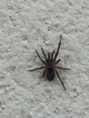 Filistatinae