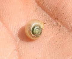 Fruticicola fruticum