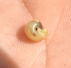 Fruticicola fruticum