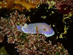 Goniobranchus thompsoni
