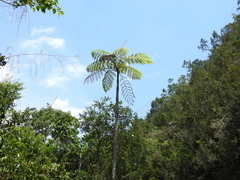 Cyathea arborea
