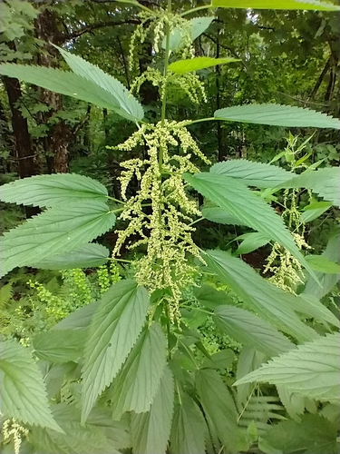 great stinging nettle (Urtica dioica) · iNaturalist