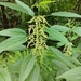 Great Stinging Nettle - Photo (c) Tom Norton, some rights reserved (CC BY-NC), uploaded by Tom Norton