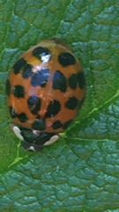 Harmonia axyridis