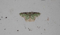 Eucyclodes discipennata