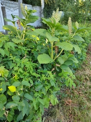 Phytolacca acinosa