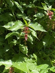Leycesteria
