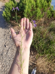 Delphinium consolida paniculatum
