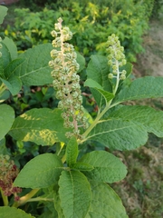 Phytolacca acinosa