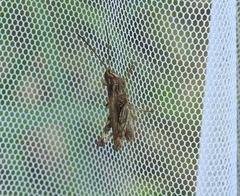 Chorthippus macrocerus