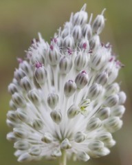 Allium guttatum