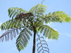 Cyathea arborea