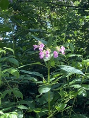 Impatiens glandulifera