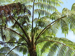 Cyathea arborea