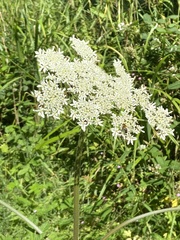 Heracleum sphondylium
