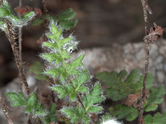 Cheilanthes distans