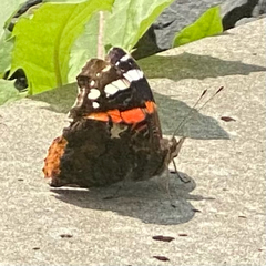Vanessa atalanta