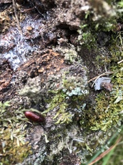 Uloma culinaris