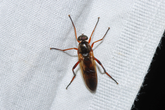 Xylophagidae