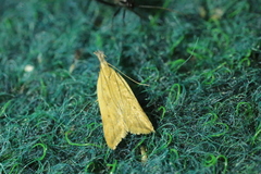 Dichomeris limosellus