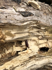 Uloma culinaris