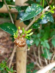 Graptopsaltria nigrofuscata