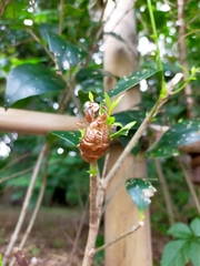 Graptopsaltria nigrofuscata