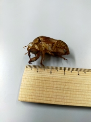 Graptopsaltria nigrofuscata